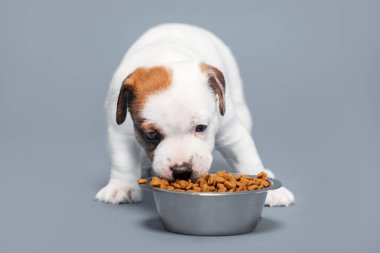 Küçük köpek maması. Yavru köpek kase atölyeden köpek maması yiyor.