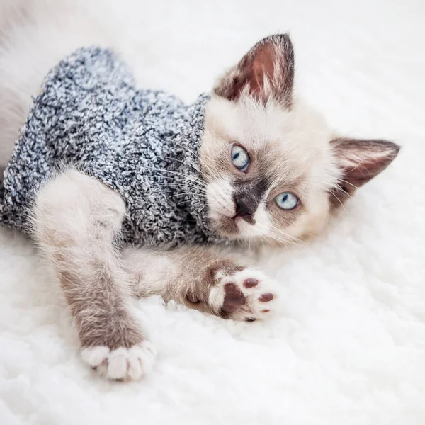 Gatinho Está Planície Branca Gato Casa — Fotografia de Stock