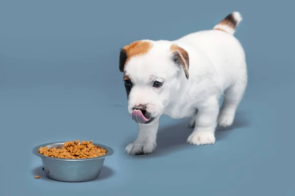 Puppy eats dog food from a bowl. Little dog eating Studio Shot