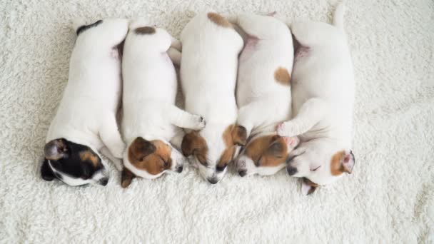 Grupo de cachorros recién nacidos durmiendo — Vídeo de stock