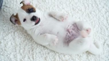 Şirin Puppy sahibiyle oynuyor.