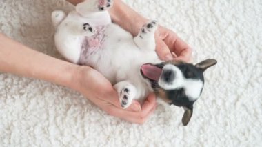 Şirin Puppy sahibiyle oynuyor.