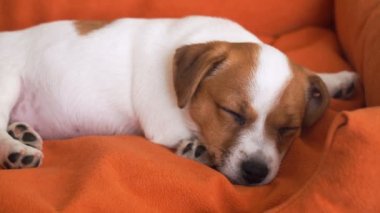 Kanepede uyuyan sevimli köpek yavrusu.