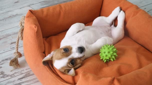 Милий щеня спить на дивані — стокове відео