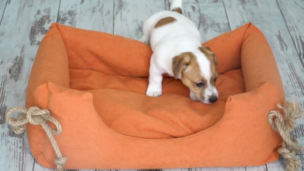 Bonito filhote de cachorro pular em um sofá — Vídeo de Stock