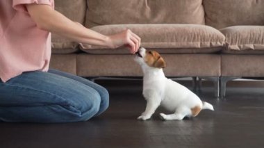 Sahibi evde küçük bir köpek eğitiyor.