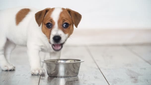 Kleine puppy eten voedsel uit kom — Stockvideo
