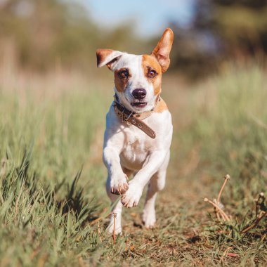 Köpek koşusu. Yazın atlayan hayvan.