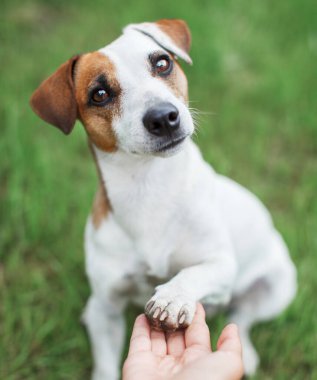 Çimenlikteki köpek. Köpek pençe adamı alır.