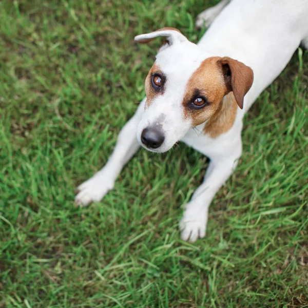 Pes Zelené Trávě Domácí Mazlíček Létě Jack Russel Teriér Venku — Stock fotografie