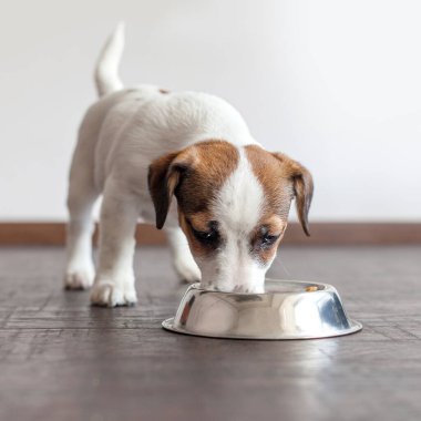 Köpek kaseden yemek yiyor. Köpek yavrusu Jackrussell Terier ve köpek maması.