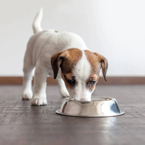 Cão Comendo Comida Tigela Filhote Cachorro Jackrussell Terier Com Cães — Fotografia de Stock