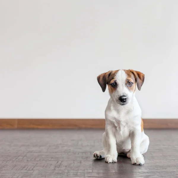 Σκύλος Κάθεται Ξύλινο Πάτωμα Puppy Jack Russell Τεριέ Στο Σπίτι — Φωτογραφία Αρχείου