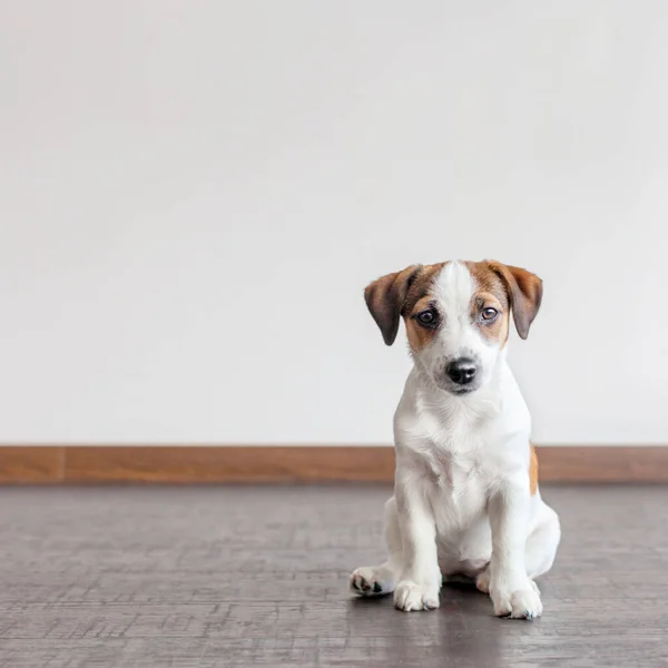 Perro Sentado Suelo Madera Cachorro Jack Russell Terrier Casa Blanco — Foto de Stock