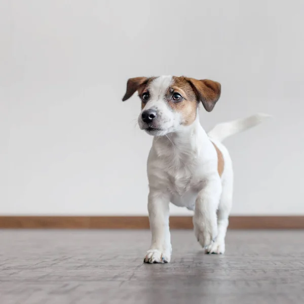 Pies Biegnie Domu Szczeniak Jack Russell Terrier — Zdjęcie stockowe