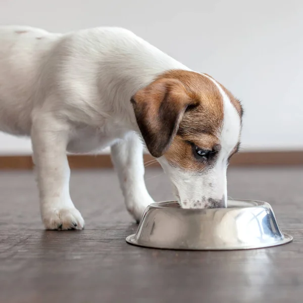 Cão Comer Comida Filhote Cachorro Comendo Comida Uma Tigela Cães — Fotografia de Stock