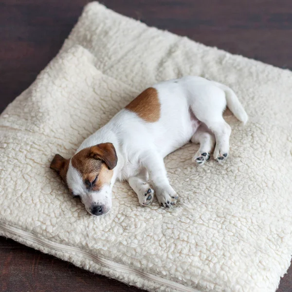 Śpiący Szczeniak Psim Łóżku Pies Jackrussell Domu — Zdjęcie stockowe