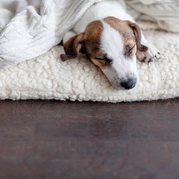 Śpiący Szczeniak Psim Łóżku Pies Jackrussell Domu — Zdjęcie stockowe