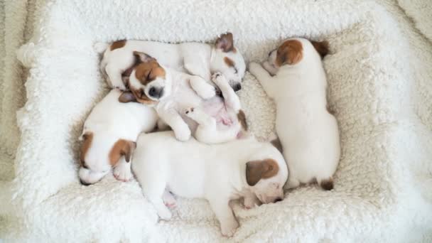 Новорожденный щенок спит на белой клетке — стоковое видео