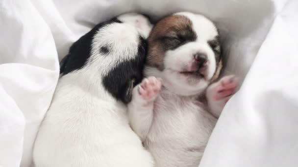 Pasgeboren pup Slapen op gebreide ruitjes — Stockvideo