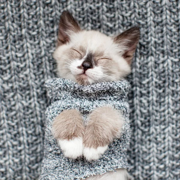 Gri Battaniyenin Üzerinde Uyuyan Kedi Yavrusu Kedi Kıyafetlerle Uyuyor — Stok fotoğraf