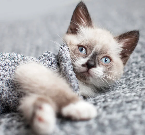 Kitten Een Witte Gebreide Deken Kleine Gesneden Kat Thuis — Stockfoto