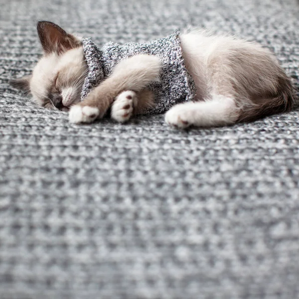 Gattino Che Dorme Sulla Coperta Grigia Gatto Dormire Vestiti — Foto Stock
