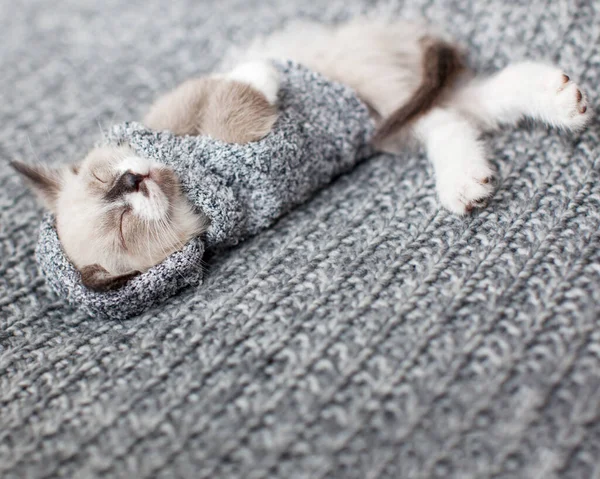 Кошеня Спить Сірій Ковдрі Кішка Спить Одязі — стокове фото
