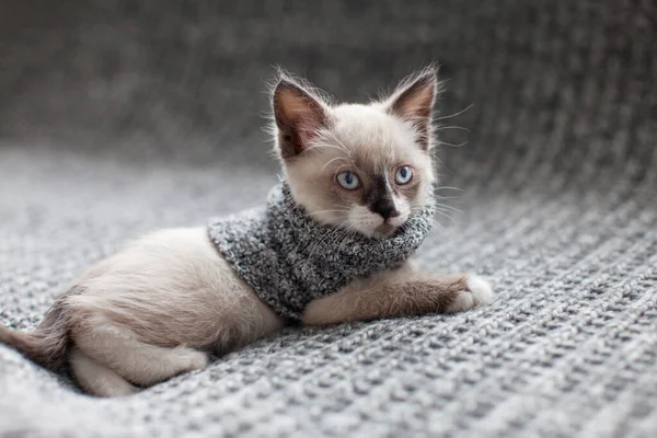 Gatinho Cobertor Malha Cinza Gato Pequeno Com Olhos Azuis Casa — Fotografia de Stock