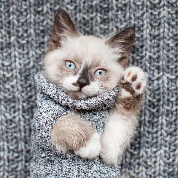 Gatinho Cobertor Malha Cinza Gato Pequeno Com Olhos Azuis Casa — Fotografia de Stock