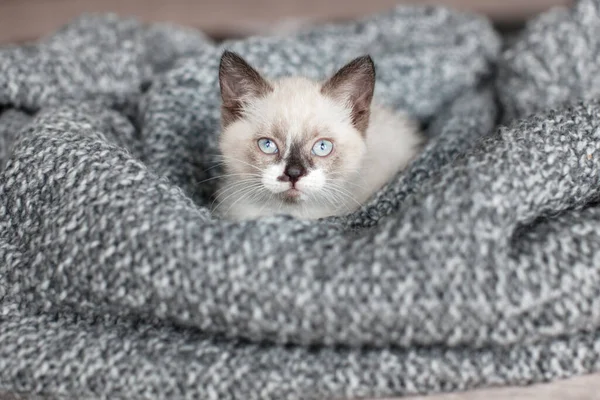 グレーのニットで編んだブランケット 家で青い目の小さな猫 — ストック写真