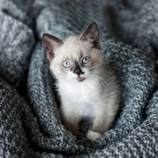 Γατάκι Γκρι Πλεκτή Κουβέρτα Μικρή Γάτα Μπλε Μάτια Στο Σπίτι — Φωτογραφία Αρχείου