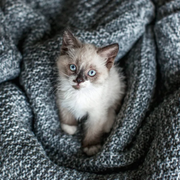 Chaton Sur Couverture Grise Tricotée Petit Chat Aux Yeux Bleus — Photo