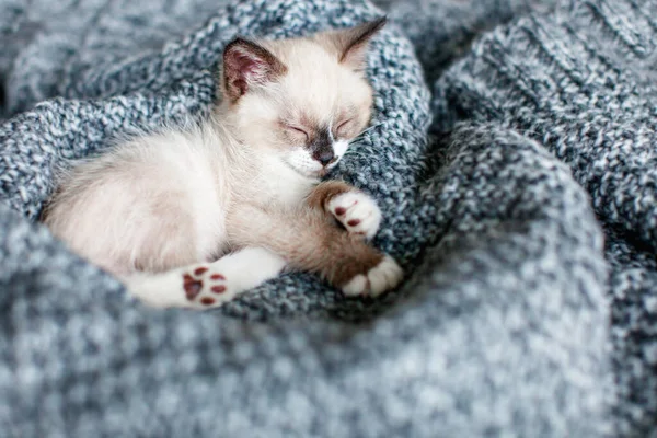 Kitten Slaapt Een Grijze Deken Kat Slapen Kleren — Stockfoto