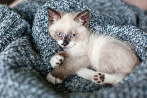 Kitten Gray Knitted Blanket Small Cat Blue Eyes Home — Stock Photo, Image