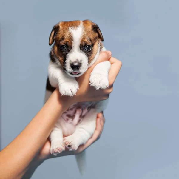 Piccolo Cucciolo Sfondo Blu Young Dog Studio Girato Proprietario Tiene — Foto Stock