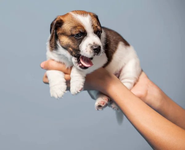 Little Puppy Blue Background Young Dog Studio Shot Owner Holds — Stock Photo, Image