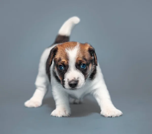 Little Puppy Gray Background Young Dog Studio Shot — Stock Photo, Image
