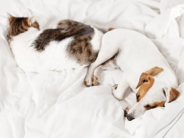 ベッドの上で寝ているペット 猫と犬 — ストック写真