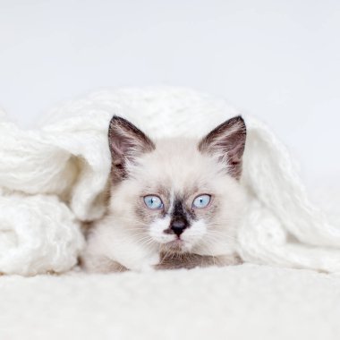 Beyaz örgü ören kedi yavrusu. Evde mavi gözlü küçük bir kedi