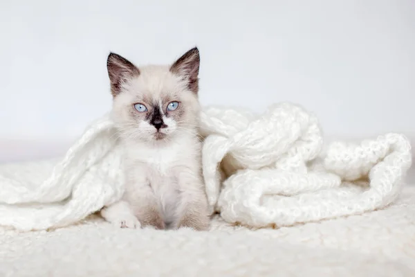 Γατάκι Γκρι Πλεκτή Κουβέρτα Μικρή Γάτα Μπλε Μάτια Στο Σπίτι — Φωτογραφία Αρχείου