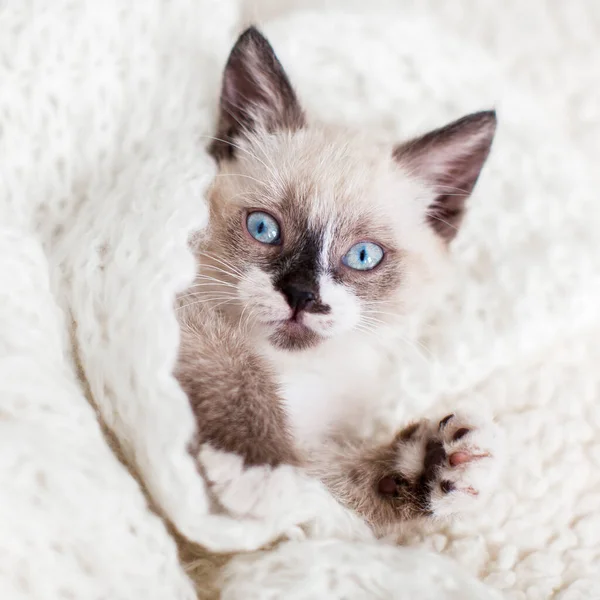 Kätzchen Auf Weißer Strickdecke Kleine Katze Mit Blauen Augen Hause — Stockfoto
