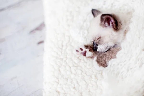 Kätzchen Schlafen Auf Grauer Decke Katzenschlaf Hause — Stockfoto