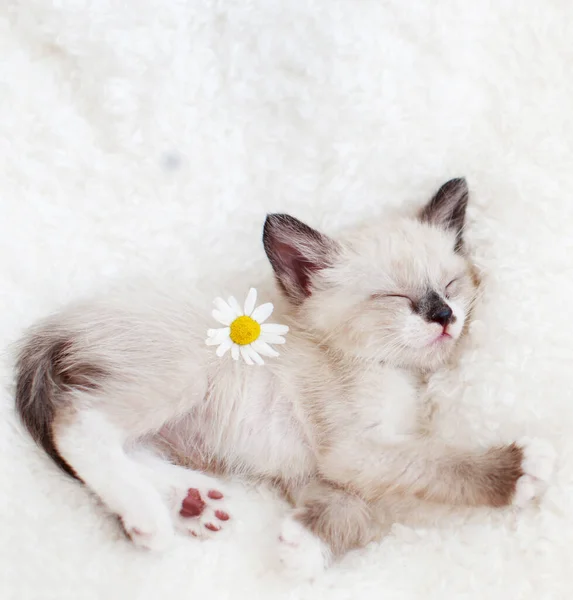 Chaton Dormir Sur Plaid Tricoté Petit Chat Coupé Maison — Photo