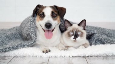Şirin kedi ve köpek yavrusu birlikte oynuyorlar. Kedi ve köpek.