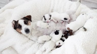 Yeni doğmuş yavrular köpek sütü emiyorlar.