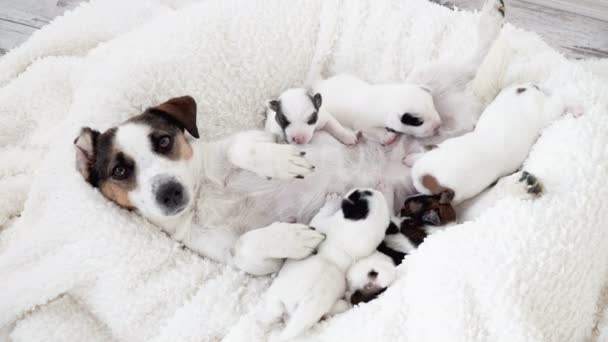 Chiots nouveau-nés sucer le lait de chien — Video