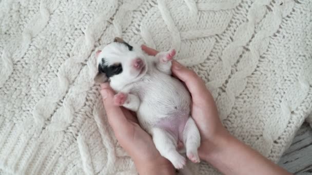 Yeni doğmuş yavru köpek sahibinin ellerinde uyuyor. — Stok video