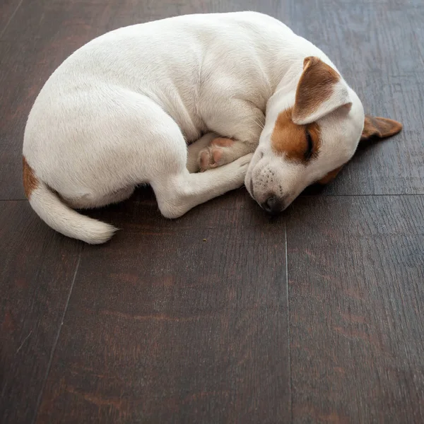 Dog Sleeping Warm Floor Puppy Home Pet — Stock Photo, Image