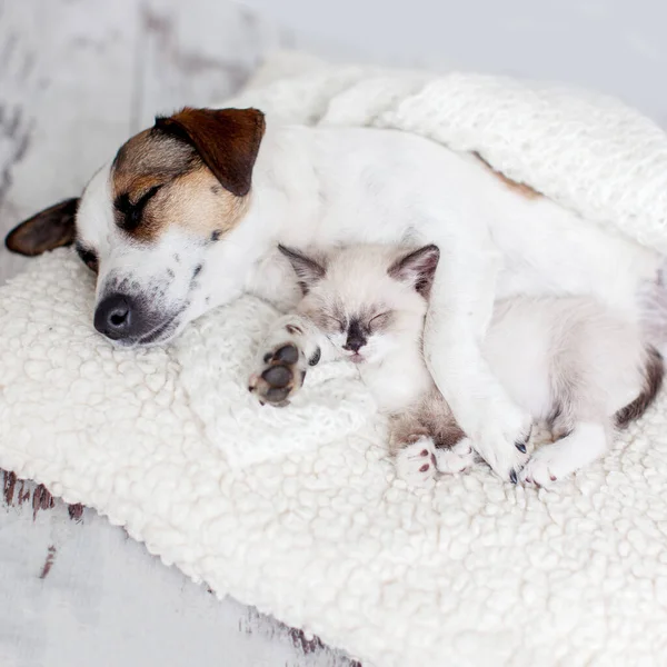 Dog and cat sleeping together. Dog and small kitten on white blanket at home